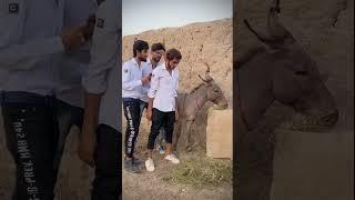 Billu dgk funny tiktok #shorts #tiktok #billudgk