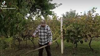 Harpoon Recurve bow