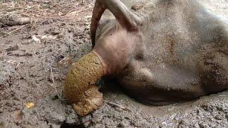 Indian buffalo dung new fanny video 2022...