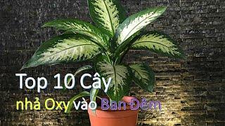 Top 10 những cây nhả khí oxy vào ban đêm, thanh lọc không khí.