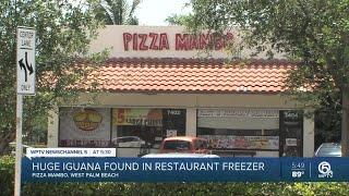 Dead 80-pound iguana found in freezer at West Palm Beach pizza joint