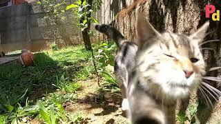 This Tabby cat is soo aggressive|| Funny cat videos || Petadora