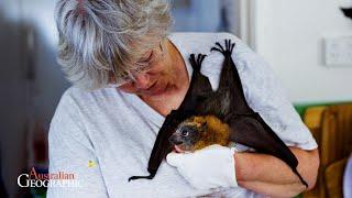 Meet Australia's devoted flying-fox carers