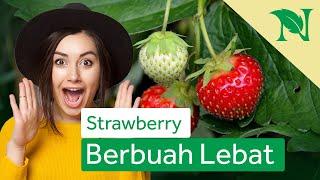 Cara Mudah Menanam Strawberry di Rumah