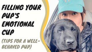 How to fill your pup's emotional cup (A happy dog is a well-behaved dog!)