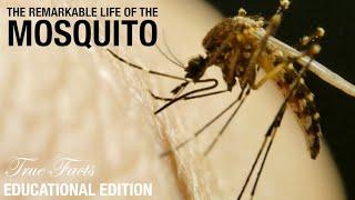 Mosquitos: Educational Edition