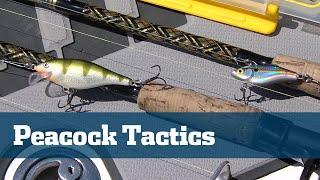 How To Catch Peacock Bass - Florida Sport Fishing TV - freshwater Canals Lures Tactics