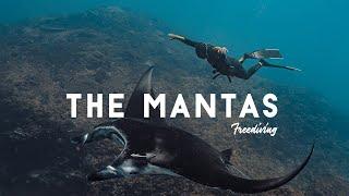 Freediving with The Mantas | Manta Point Nusa Penida Bali | MANTA RAY