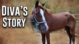 The Reality of Rescue | Diva's Story