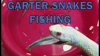 Feed My Pet Friday: Garter Snakes!