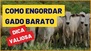 Como ENGORDAR GADO BARATO na sua FAZENDA