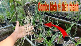 Combo kích rễ và dưỡng cây thần thánh |Lh 0913 326 574|