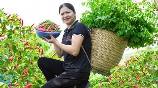 Harvest Chili & Vegetables Shrinkage - Cook Vegetable soup with minced Meat Go to the market to sell