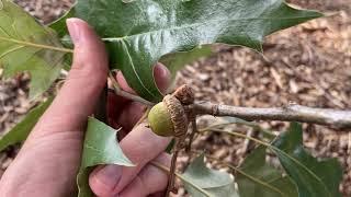 Quercus pagoda (cherrybark oak)