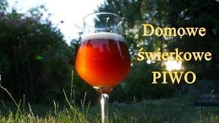 Domowe świerkowe IPA - Jak wyszło?  #domowepiwo #piwowarstwodomowe #warzeniepiwa