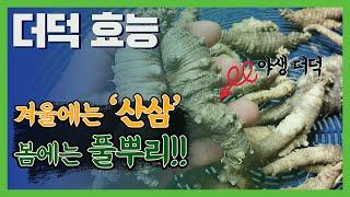 더덕효능 기관지에 좋은 더덕 제철에 드세요^^