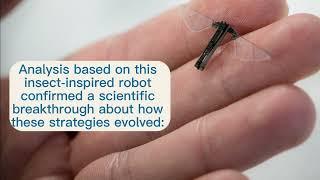 These robots helped understand how insects evolved two distinct strategies of flight