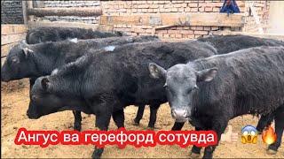 АНГУС ГЕРЕФОРД БУҚАЛАР ️ 903057667 917409091