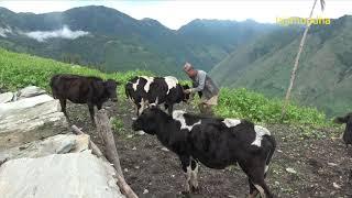 the pastoral life || chapter-12 || Nepal|| lajimbudha ||