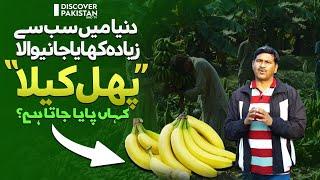 Banana Farming in Pakistan | Banana Plants and Tissue Culture | Banana Cultivation in Pakistan