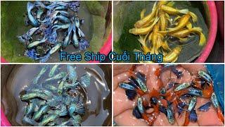 Khuyến Mãi Free Ship Cuối Tháng 7 Combo Cá 7 Màu Siêu Rẻ Tuyển Giống Siêu Đẹp