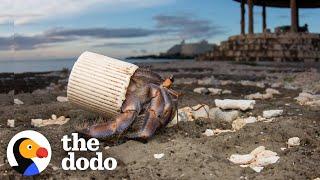 Guy Finds Hermit Crabs Living In Plastic And Offers Them New Shells | The Dodo