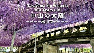 Japan walk【EngSub】Wisteria 300 years old ,Ofuji of Nakayama ,Yanagawa ,Fukuoka Japan#Wisteria#fuji