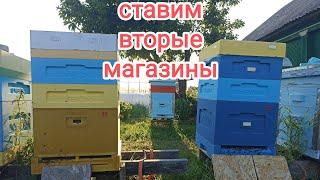 Пора ставить вторые магазины! Пчеловодство!