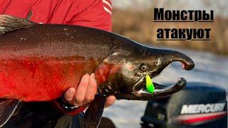 Кижуч-монстры этой осени. #камчатка #рыбалканакамчатке#кижуч#Fishermanka#Miari