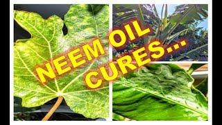 NEEM OIL | Citrus Leaf Curl (Miners), Banana Diseases, Fig Mosaic  +  Cool Oily Plants w/ IV Organic