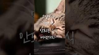 고양이가 먹으면 안되는 음식 여섯가지 #cat #고양이 #catlover #cutecat #animal #cute #food #catfood