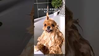 【回転犬】ポメラニアンの可愛すぎる解説