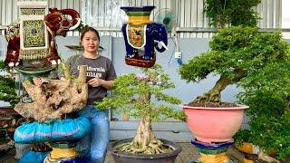 An bonsai 8/6 #0939700449 chào bán lô cây cảnh đa dạng và đôn Voi, có phôi Bằng Lăng