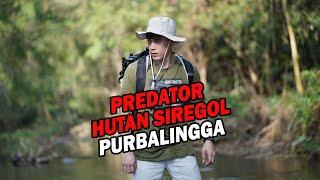 Penampakan Anak Predator Jawa - Siregol Purbalingga [ Penelusuran ]