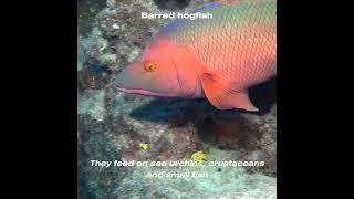 Barred Hogfish - Pejeperro