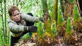 Harvesting Bamboo Shoots in the Forest, Traditional Chili Bamboo Shoots Recipe | Free New Life