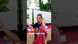 Bonsai lohansung juara #bonsai #shorts #youtubeshorts