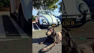 #dkk VW club puts on a great #newyear cruise. Lots of cool cars and cooler people!! #vw #bug #tustin