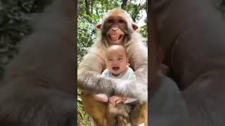 #monkey #laughing #funny #shorts @daulatsingh0704