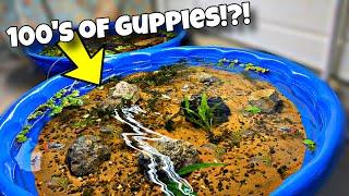 Breeding Colorful Guppies For Profit! (Update)