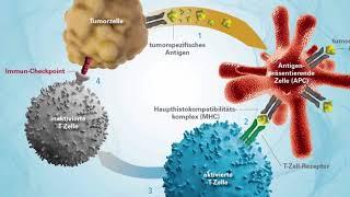 Immuntherapie – Die neusten Entwicklungen - Hirslanden Klinik Aarau