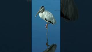 Wood Storks at Huntington Beach State Park, South Carolina  #photography  #birds #woodstorks