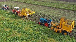 Old-timer sugar beet harvest with Schmotzer, Stoll & Kleine | St. Bovem 2020