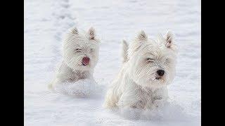 Westie Puppies Playing in Snow Compilation 2019 ️ [NEW]