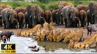 4K African Animals: Hwange National Park - Amazing African Wildlife Footage with Real Sounds