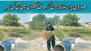 Morning Scenes In Village 8k TAJ GARH | Rahim Yar Khan | Rana Ashfaq Desi | | Desi Vlogger |