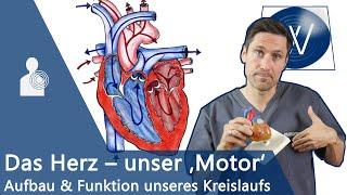 Unser Herz & Blutkreislauf einfach erklärt: Anatomie, Funktion und Physiologie vom Lebensmotor