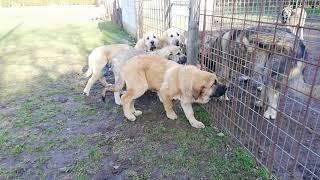 Cachorros mastín español