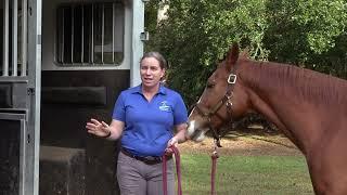 How to Load a Horse on a Trailer