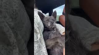 Ура едем с детьми и невесткой в домик в горах #garden #gardenlife #дача #огород #shorts